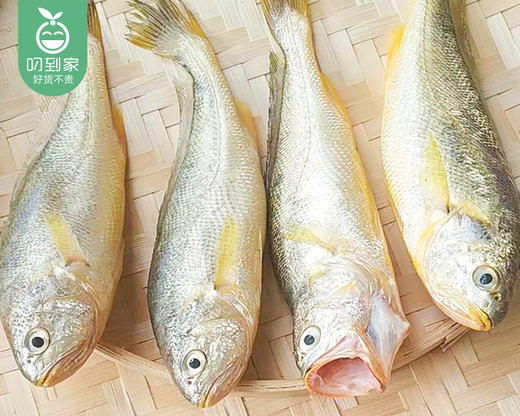 宁德冰鲜野化小黄花鱼（已杀）/1份（3-4条，共约350-400g） 商品图4