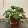 【绿植】草莓 商品缩略图0