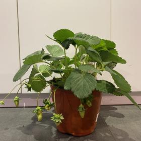 【绿植】草莓