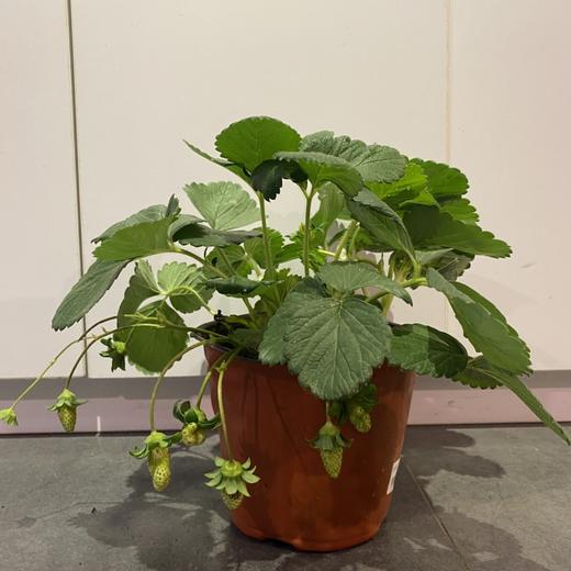 【绿植】草莓 商品图0
