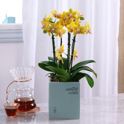 一枝比自豪 荷兰蝴蝶兰带花盆栽植物 椰块栽培无病菌感染 商品图0
