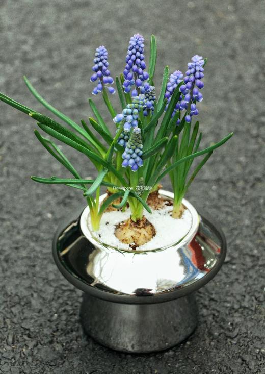 【周四秒杀】葡萄风信子盆栽59.8元 商品图4