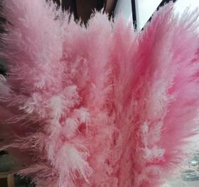 干花 | 大芦苇粉