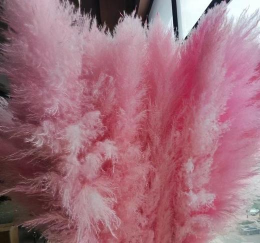 干花 | 大芦苇粉 商品图0