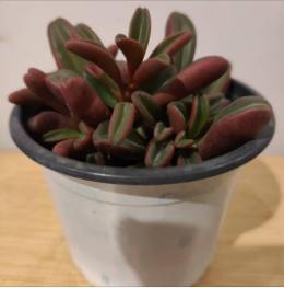 【绿植】多肉-红背椒草 商品图0