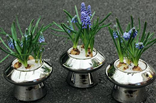 【周四秒杀】葡萄风信子盆栽59.8元 商品图1