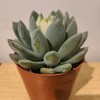 【绿植】多肉-桃花源 商品缩略图0