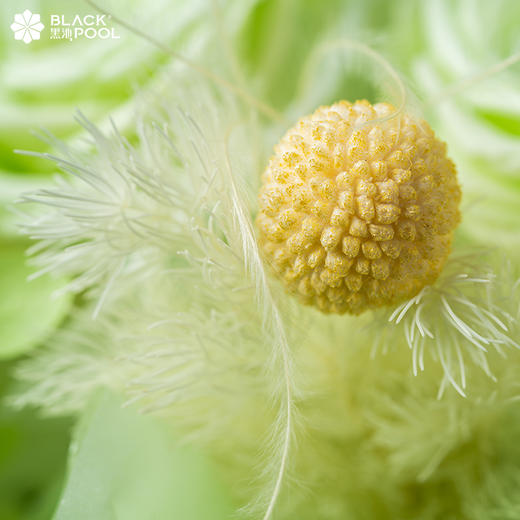 【白羊座·永生守护花】3月的幸福感，送你整个春天 商品图3