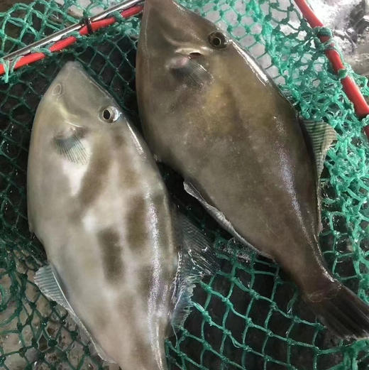 【蓝鳍扒皮鱼】 深海捕获，急冻锁住新鲜 帮杀好去皮，肉鲜味美，蒸豆腐酱，煮粥等 商品图0