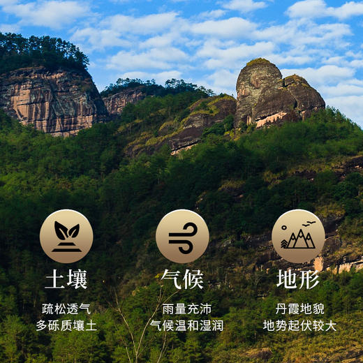 【老品牌 原产地 好口碑】桃渊茗 随饮 水仙 60泡/盒 共510g/盒 礼盒装 商品图4