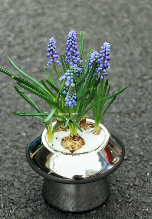 【周四秒杀】葡萄风信子盆栽59.8元 商品图0