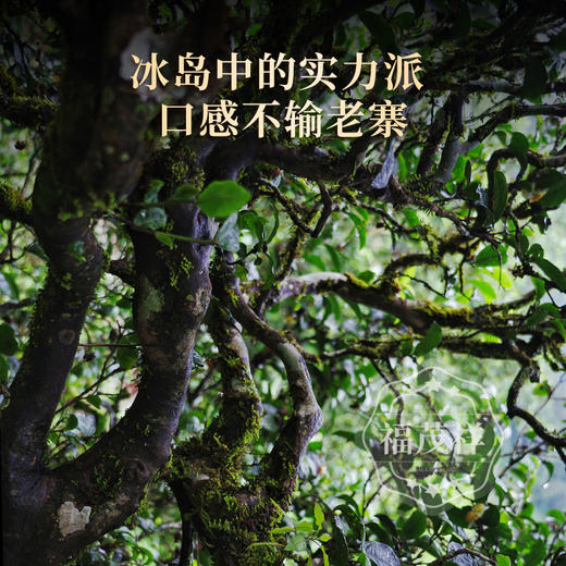 【冰岛南迫】2023年云南普洱生茶临沧茶区冰岛南迫古600头春茶357g饼茶 商品图1