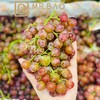 智利荔枝香葡萄（500g/盒） 商品缩略图2