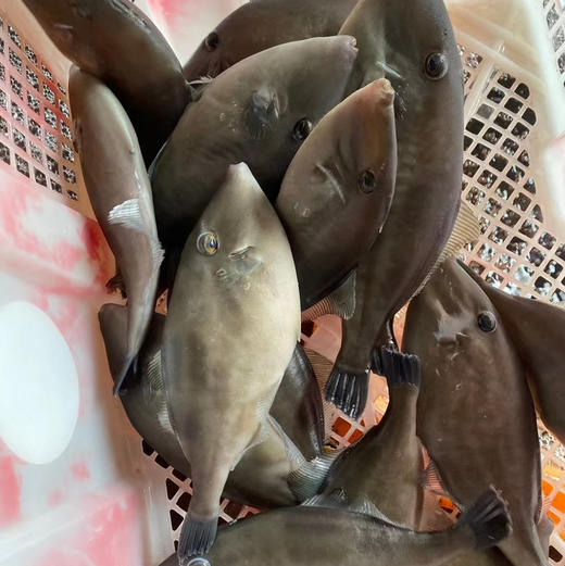 【蓝鳍扒皮鱼】 深海捕获，急冻锁住新鲜 帮杀好去皮，肉鲜味美，蒸豆腐酱，煮粥等 商品图4