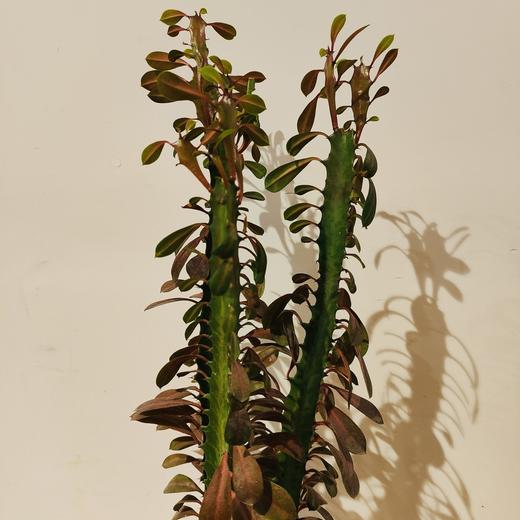 【绿植】多肉-龙骨 商品图0