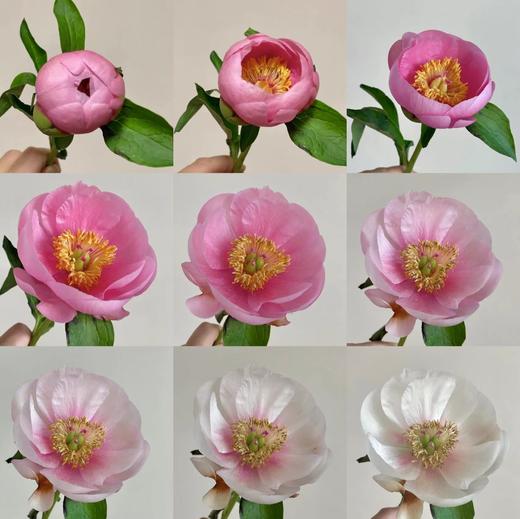 【预售！4.20起陆续发出】鲑鱼蝶【疲惫的生活要有一些温柔的梦想，比如拥抱还在身边的你】简小姐精选 稀有进口品种鲑鱼色 单瓣芍药 鲑鱼蝶 2件包邮 顺丰空运直发 商品图7