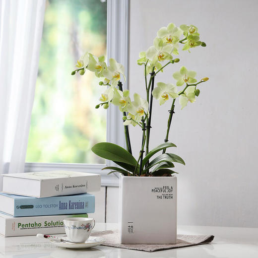 一枝卡利 荷兰蝴蝶兰带花盆栽植物 椰块栽培无病菌感染 商品图0