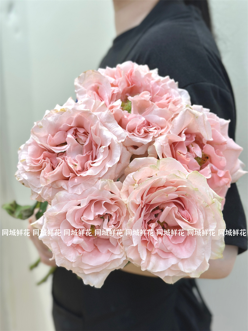 PRINCESS CROWN皇冠公主厄瓜多尔玫瑰花9支