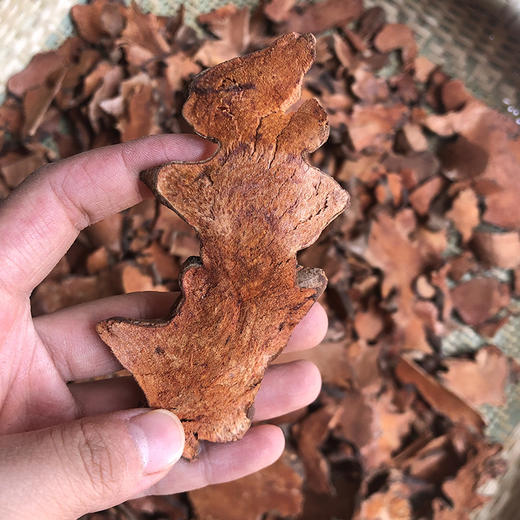 金刚藤   菝葜 商品图5