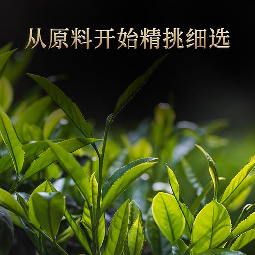【老品牌 原产地 好口碑】桃渊茗 随饮 水仙 60泡/盒 共510g/盒 礼盒装 商品图1