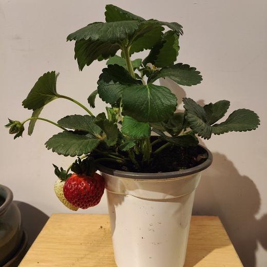 【绿植】草莓 商品图1
