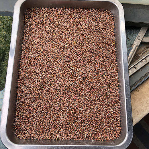 莱菔子 商品图1