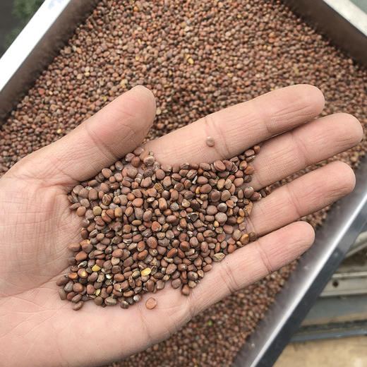 莱菔子 商品图3