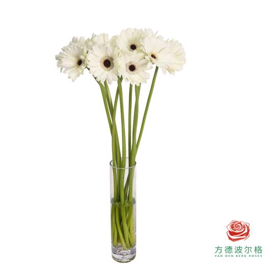 非洲菊  波比xxs 10枝一扎 商品图4