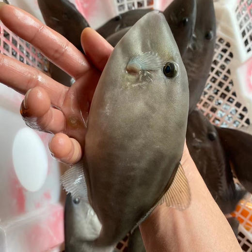 【蓝鳍扒皮鱼】 深海捕获，急冻锁住新鲜 帮杀好去皮，肉鲜味美，蒸豆腐酱，煮粥等 商品图5