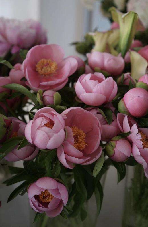 【预售！4.20起陆续发出】鲑鱼蝶【疲惫的生活要有一些温柔的梦想，比如拥抱还在身边的你】简小姐精选 稀有进口品种鲑鱼色 单瓣芍药 鲑鱼蝶 2件包邮 顺丰空运直发 商品图1