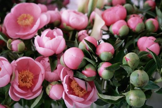 【预售！4.20起陆续发出】鲑鱼蝶【疲惫的生活要有一些温柔的梦想，比如拥抱还在身边的你】简小姐精选 稀有进口品种鲑鱼色 单瓣芍药 鲑鱼蝶 2件包邮 顺丰空运直发 商品图2