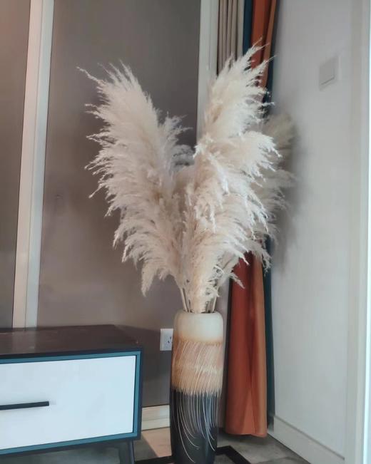 干花 | 大芦苇白 商品图0