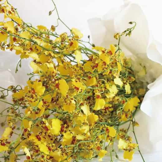 用鲜花写一首春天的诗 商品图0