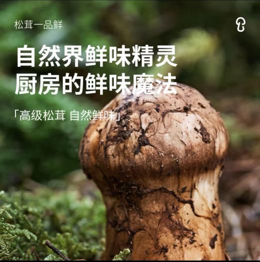 松鲜鲜松茸一品鲜580g*2代替生抽炒菜鲜零添加凉拌家用百搭调味汁 商品图3