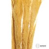 干花 | 大芦苇黄 商品缩略图3