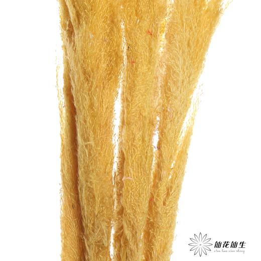 干花 | 大芦苇黄 商品图3