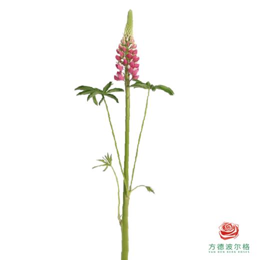 鲁冰花 草莓粉1枝 颜色略有差异，花穗有大有小 商品图2