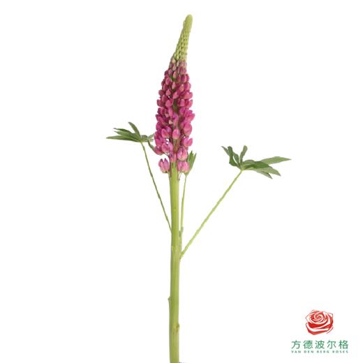 鲁冰花 树莓粉 1枝颜色略有差异，花穗有大有小 商品图2