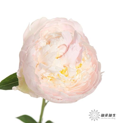 【山东仓现货】芍药顺丰包邮 | 羞涩女王 商品图1