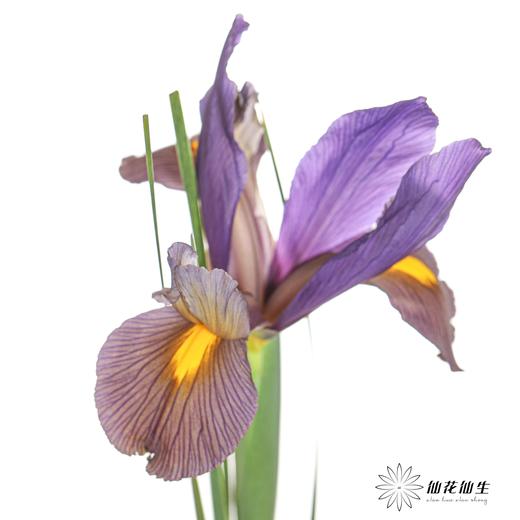 配花 | 鸢尾虎眼 商品图1