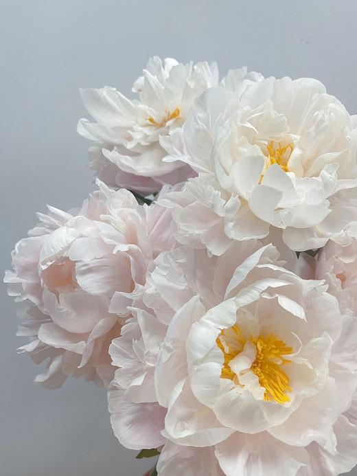 【预售！4.20起陆续发出】栀子【希望你温柔有趣不激烈，三餐四季不匆忙】简小姐精选进口稀有复色芍药 栀子花芍药 2件包邮 顺丰空运直发 商品图11