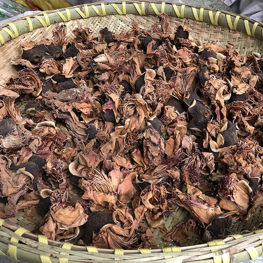 木棉花   攀枝花 商品图1