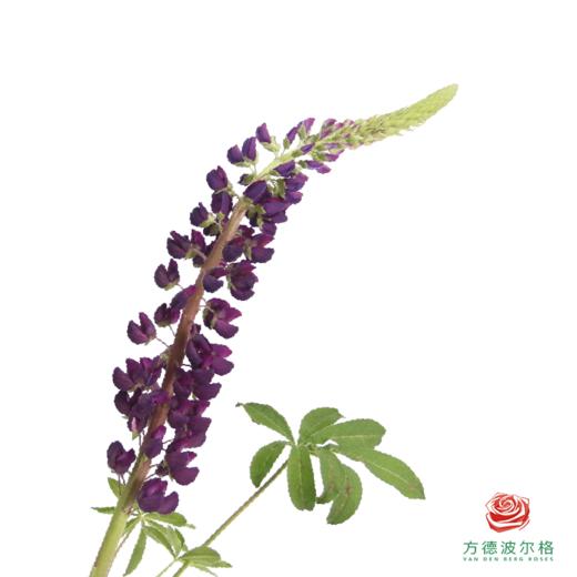 鲁冰花 随机色 1枝 颜色略有差异随机发，花穗有大有小 商品图8