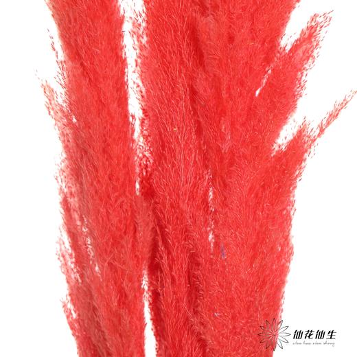 干花 | 大芦苇红 商品图2