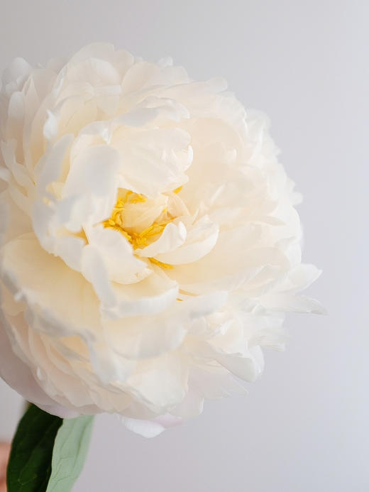 【预售！4.20起陆续发出】栀子【希望你温柔有趣不激烈，三餐四季不匆忙】简小姐精选进口稀有复色芍药 栀子花芍药 2件包邮 顺丰空运直发 商品图12