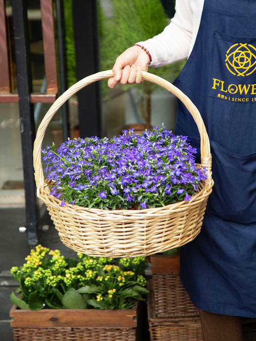 半边莲（一盆） 商品图1