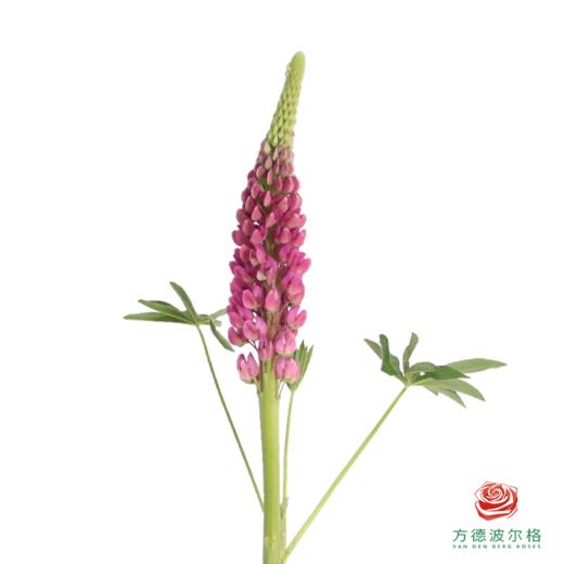 鲁冰花 树莓粉 1枝颜色略有差异，花穗有大有小 商品图1