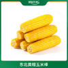 东北黄糯玉米棒 200G/棒*10棒/箱 商品缩略图0