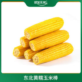 东北黄糯玉米棒 200G/棒*10棒/箱