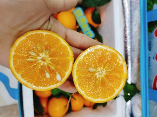 明日见沃柑一箱（拼团） 商品图4